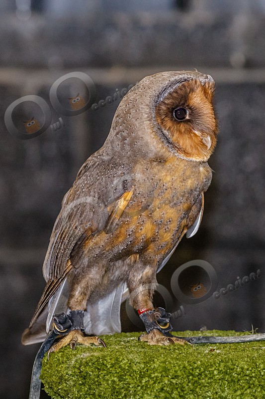 barn owl tyto alba-4446 - Owls of the World