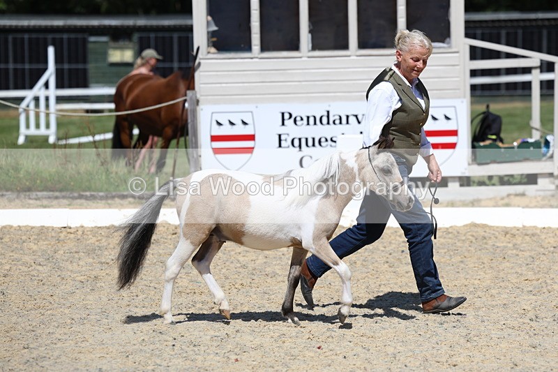 3E7A9445 - Class 30: Mnititature Horse