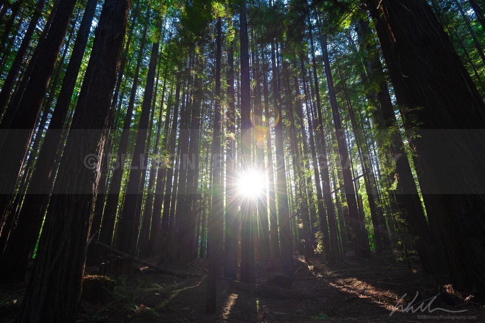 DSC_2841 - Trees