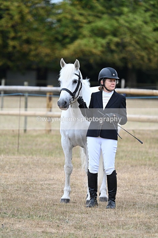 WJ7_9968 - Class 5a Most Handsome Gelding (above 14.2hh)