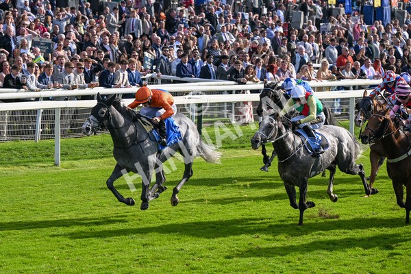 111025-Race 2-Grey Cuban-8315 - Race 2 Coral 'Pipped At The Post' Handicap at York