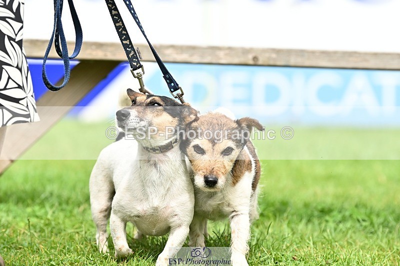 240811-131955-05973 - Dog Photos