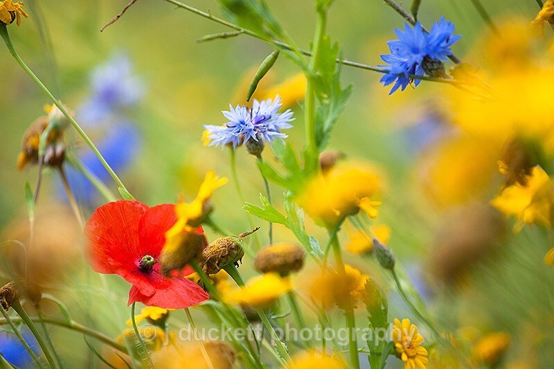  - Wildflower meadow