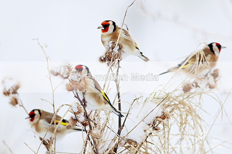 Goldfinch 200113 3 - Nature