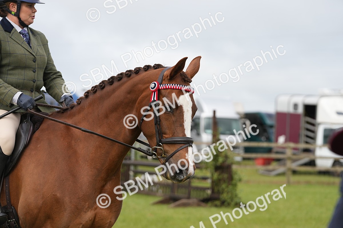 SBM_10606 - Class 97-98 - LIHS BSHA Rising Star Working Show Horse Hunter