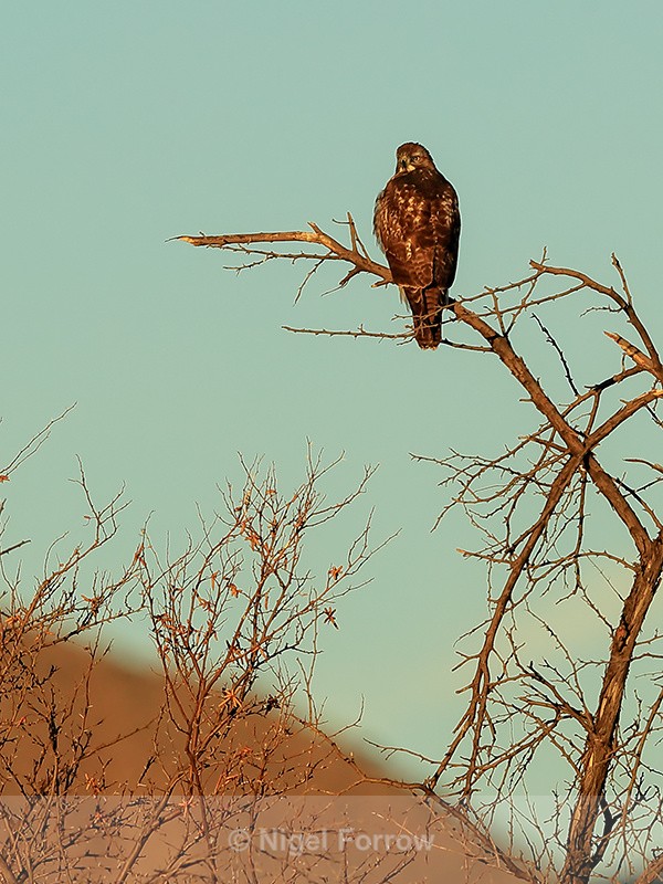 Red-tailed Hawk perched, Bosque del Apache, New Mexico - Red-tailed Hawk