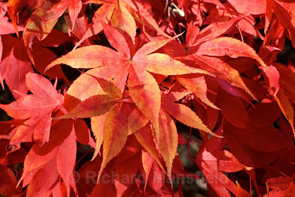  - Autumn