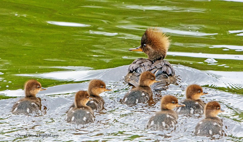 Hooded Merganser Hen and Ducklings - Birds of Atlantic Canada