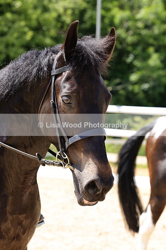 1X9A1766 - Class 11: Ridden Cob