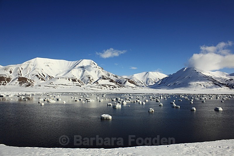 Adventfjorden 6940 - Winter in the daylight