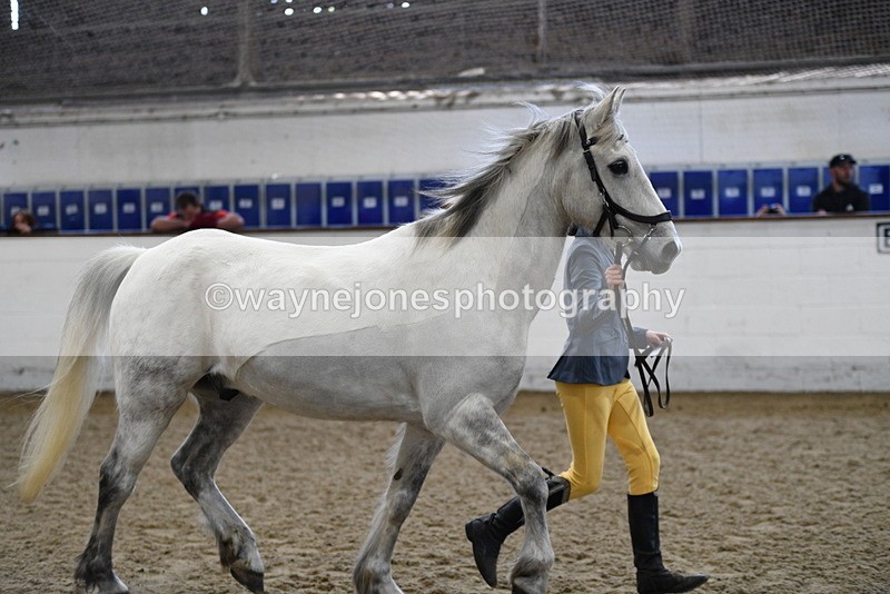 WJ5_4554 - Class 3 Part Bred In hand