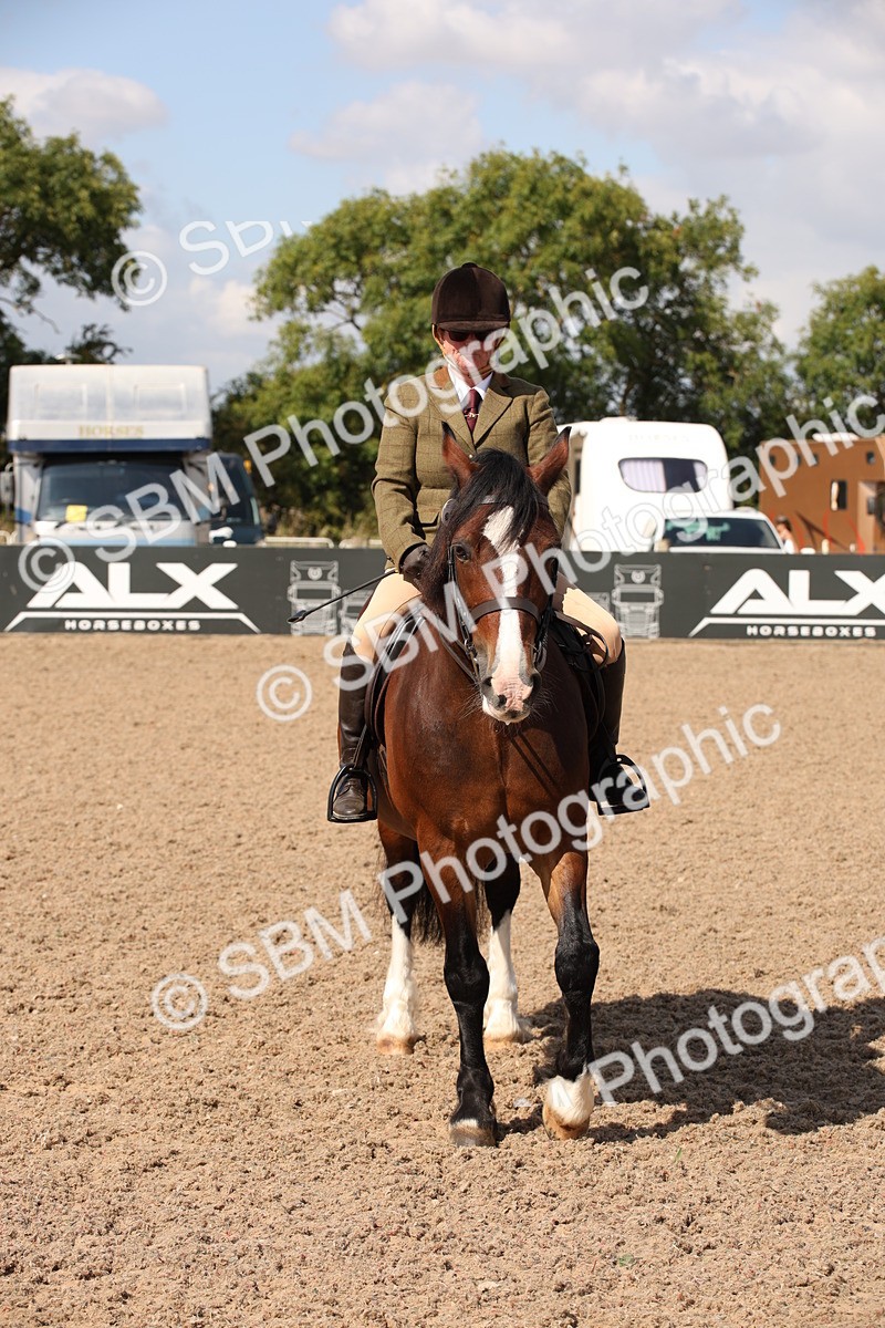 SBM_03396 - Class 18 Handsomest Gelding (IH or Ridden)