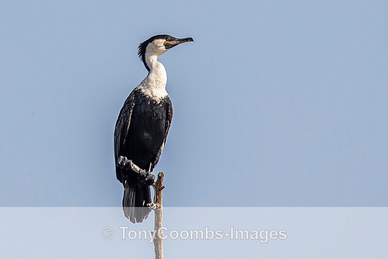 White-breasted Cormorant - The Gambia
