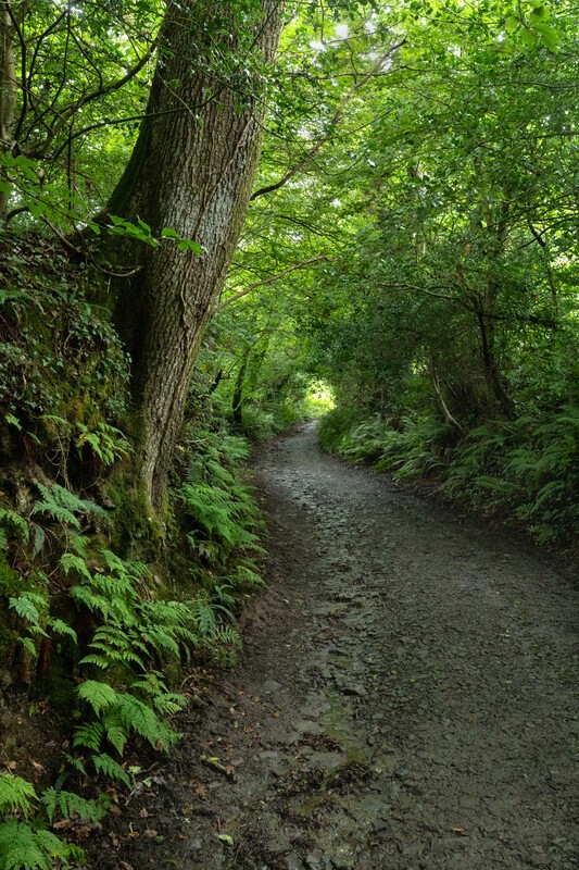 The Green Lane - North Devon