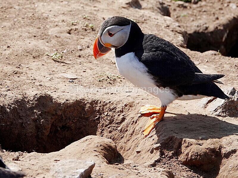 DSC00317 - Skomer 2019