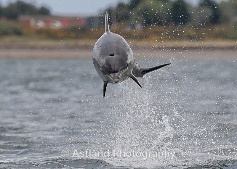 Astland Photography, Bird and Wildlife Images, Susan and Peter Wilson, U.K.