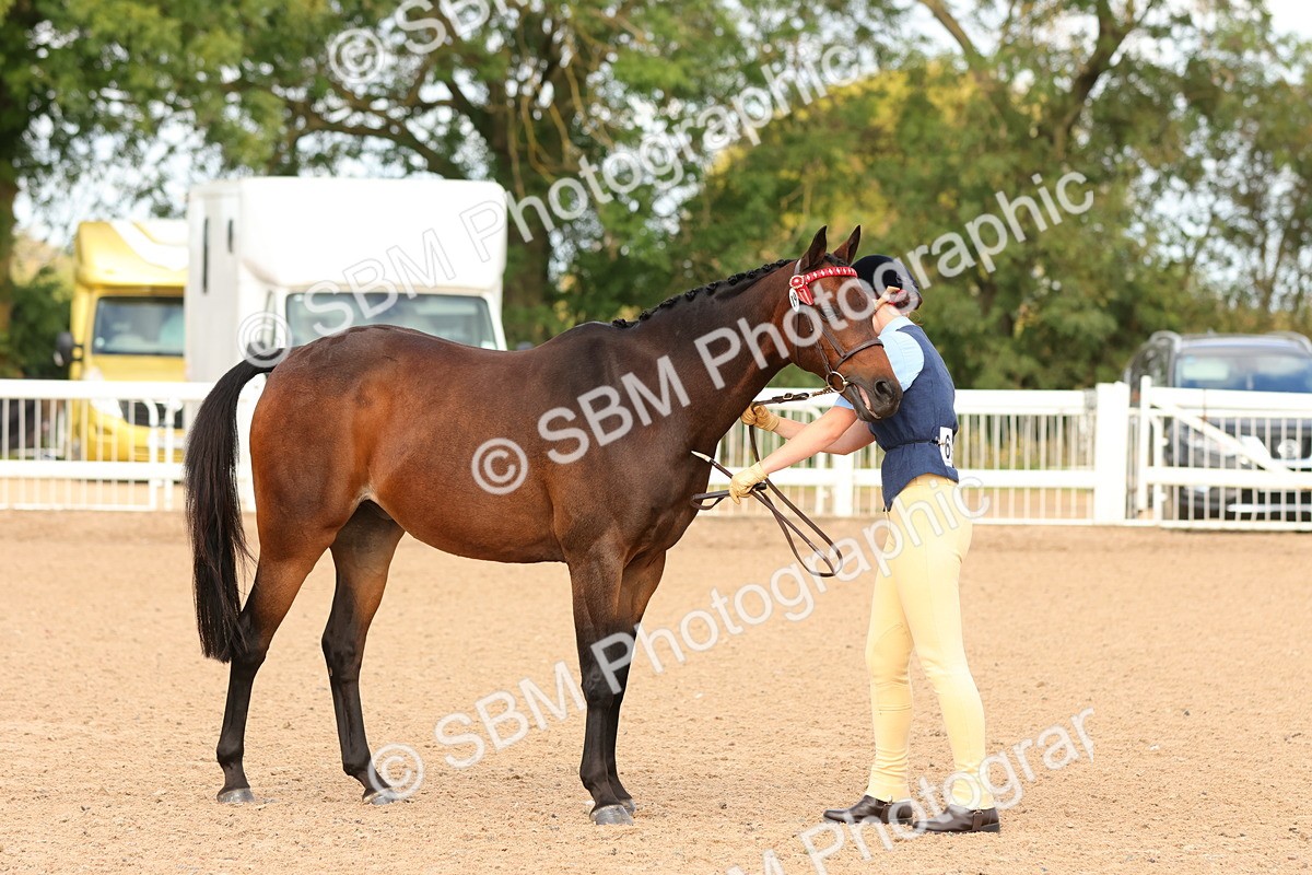 SBM_10182 - Class 205 - IH Show Pony - Show Hunter Pony