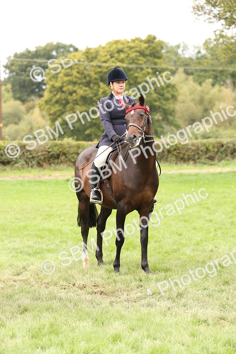 SBM_64275 - S65 - Riding Horse & Hack & Thoroughbred Ridden