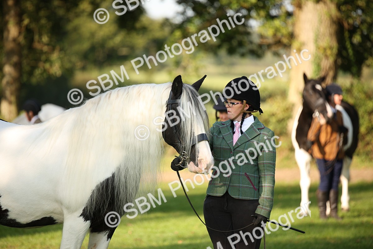 SBM_58725 - S51 - Piebald & Skewbald Horse In Hand