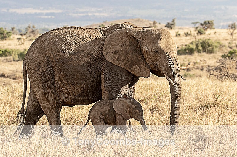 Elephant & young calf - Lewa ~ Other Mammals