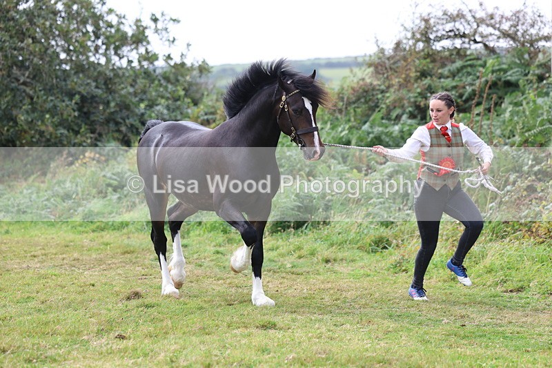 3E7A5702 - In Hand Championship