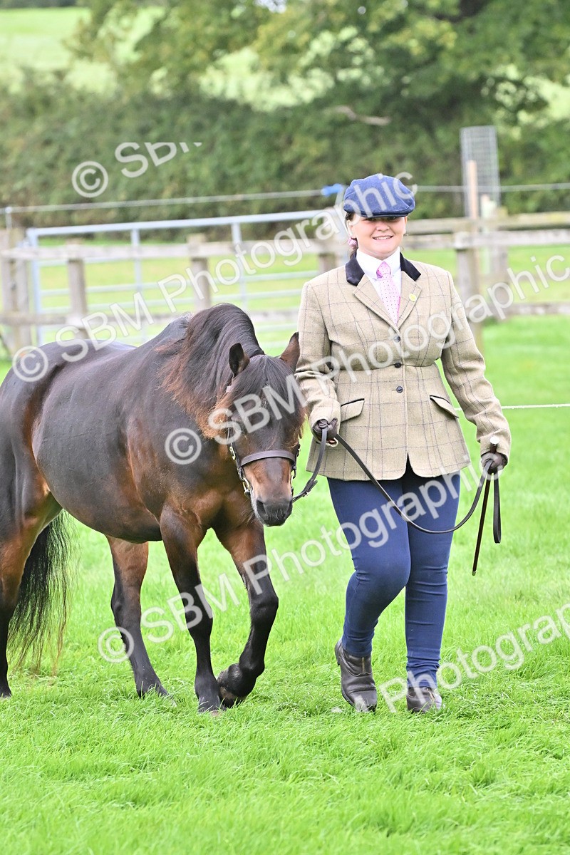 SBM_60901 - S48 - Mountain & Moorland In Hand Small Breeds