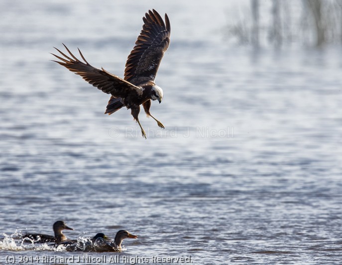Marsh Harrier (Circus aeruginosus) hunting ducks - Marsh Harrier (Circus aeruginosus)