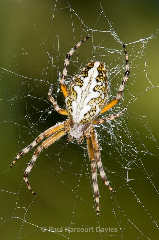  - Bugs: Spiders