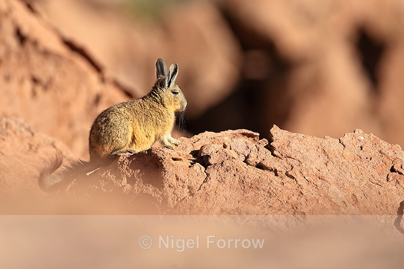 Southern Viscacha near Machuca, Chile - Viscacha
