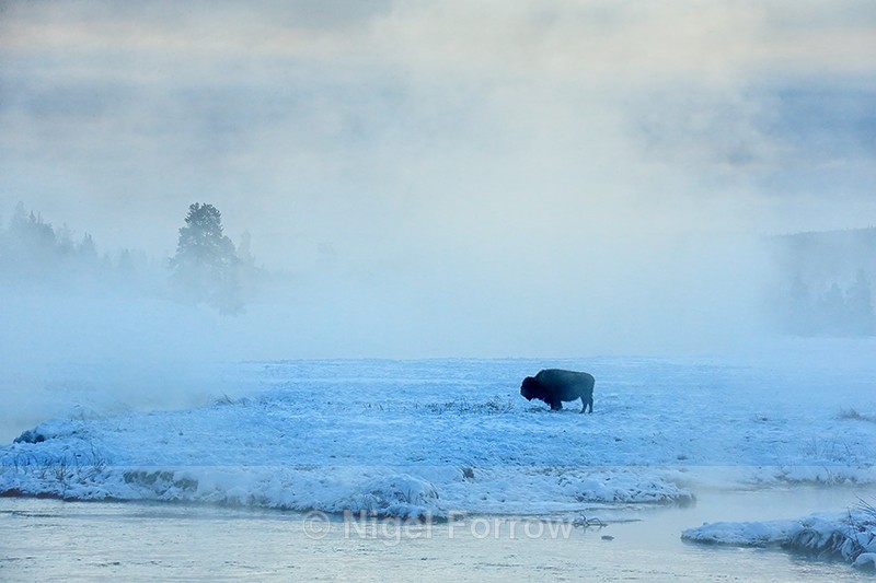 Lone Bison encircled by mist, Yellowstone National Park, Wyoming, USA - Bison