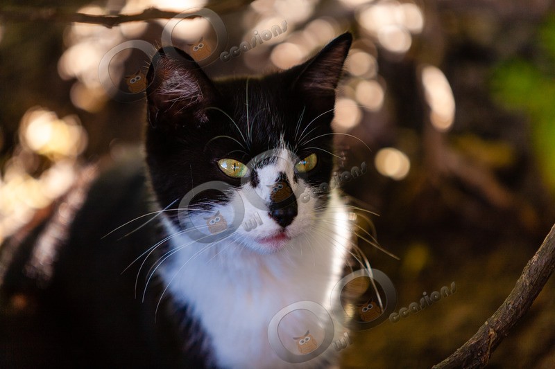 Cat domestic-0230 - Pet Photography