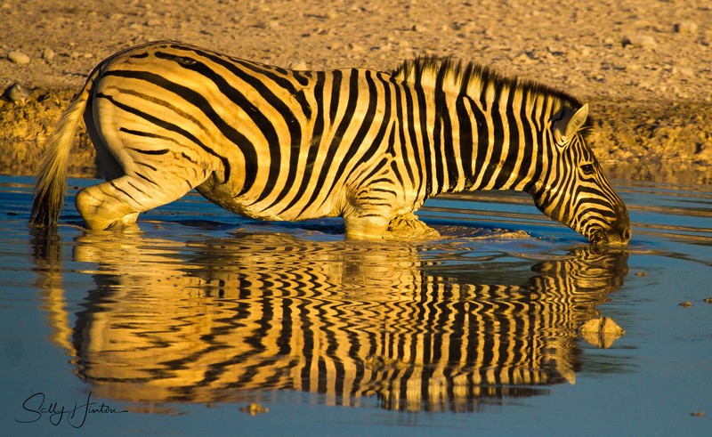 Zebra drinking in etosha