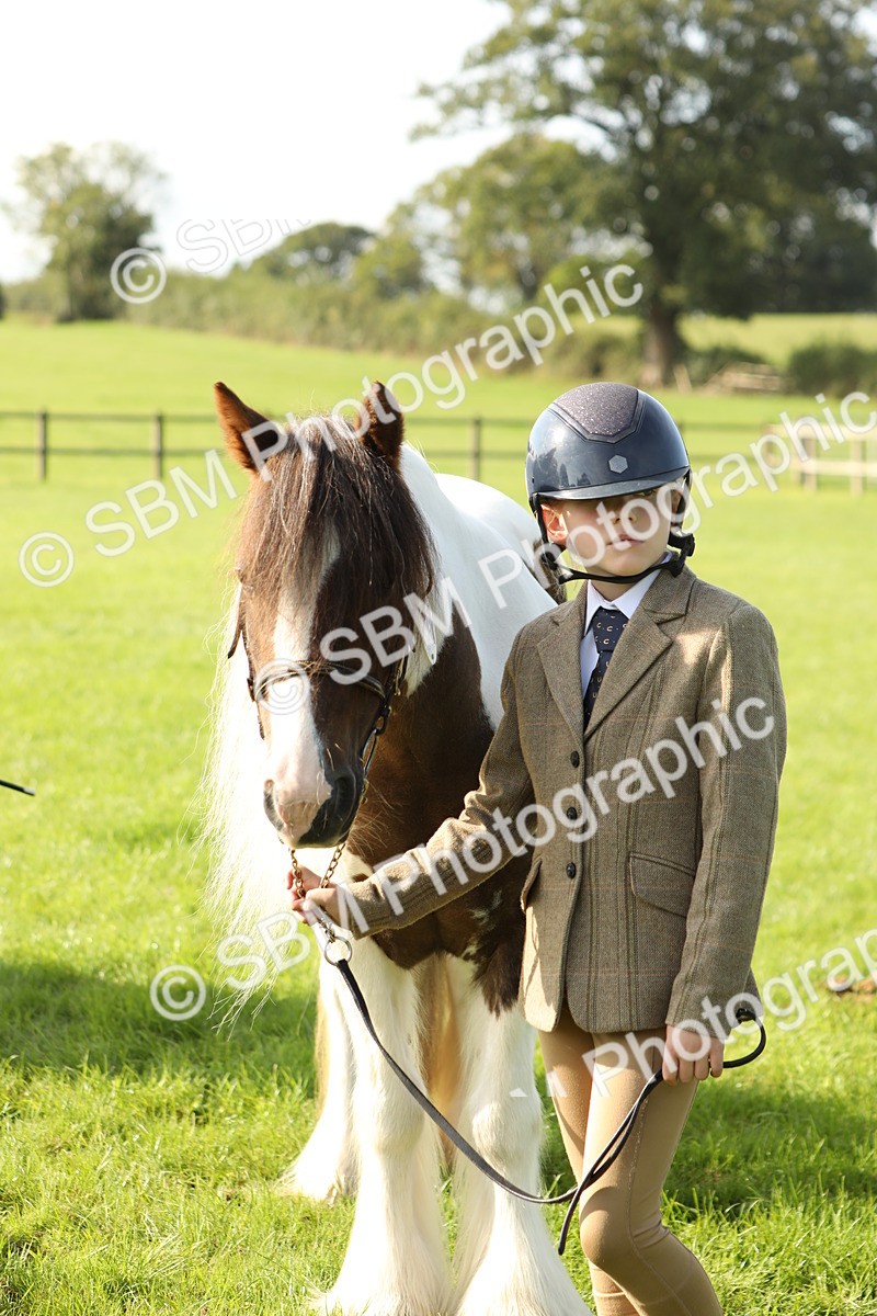 SBM_61021 - S43 - Coloured Pony In Hand