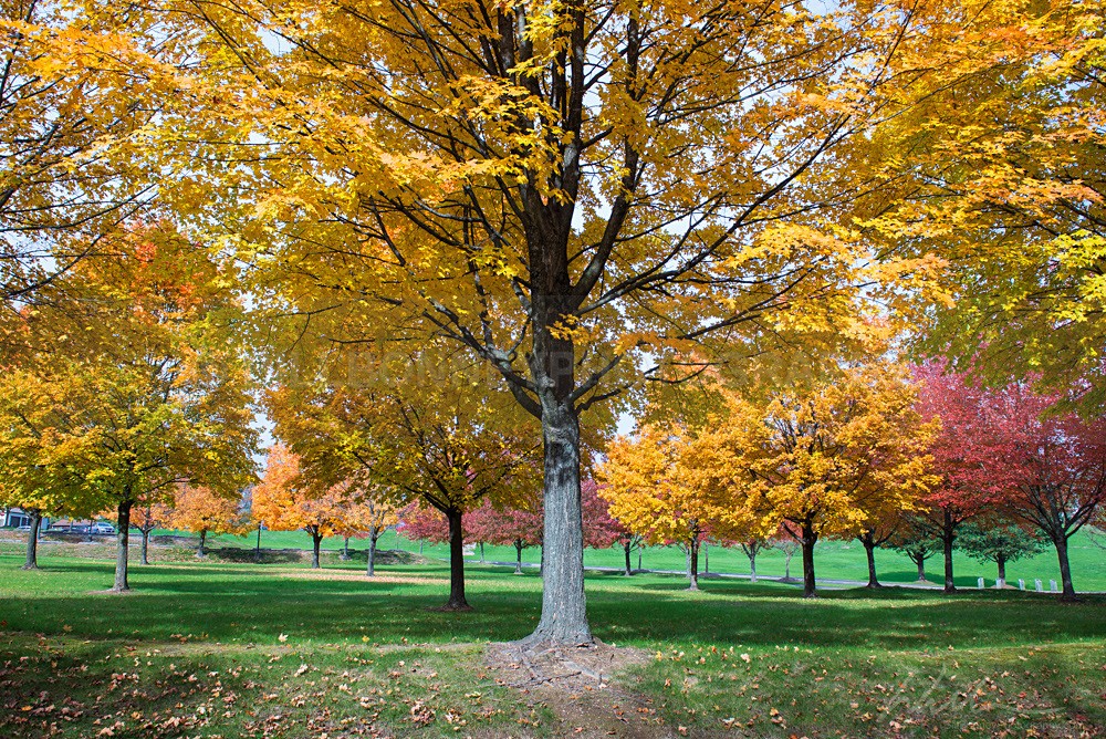 DSC_2353 - Trees