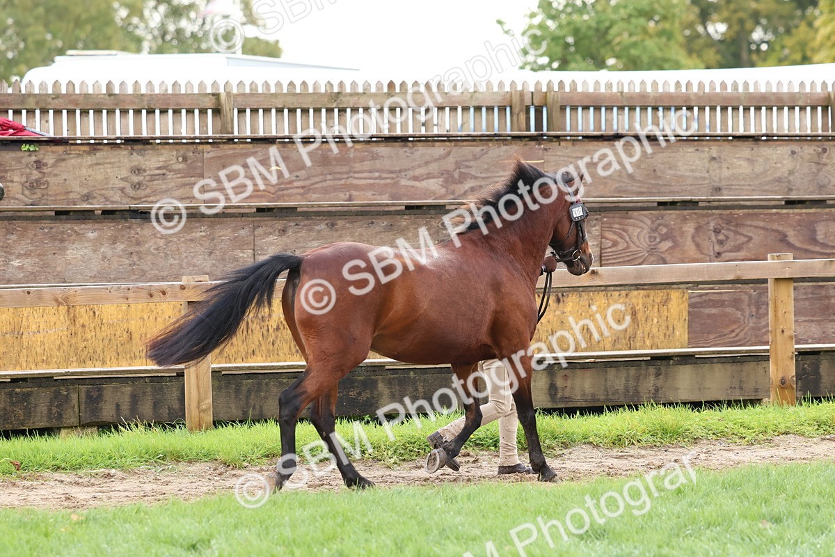 SBM_39446