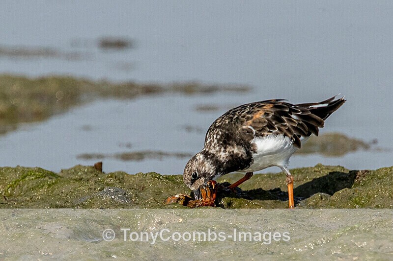 Turnstone - Morocco