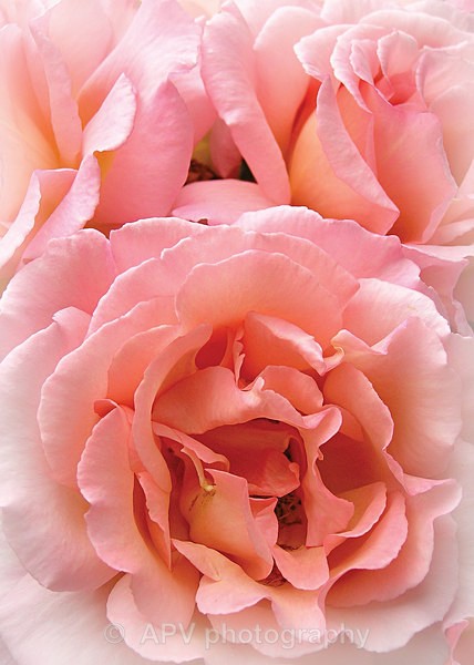 English Rose - A5 Size cards