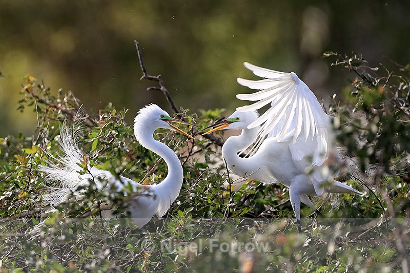 Great Egrets interacting at nest, Venice Rookery, Florida - Great Egret