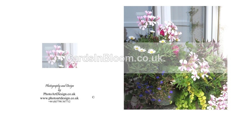 004 Geranium Window Box - FLORAL GREETING CARDS