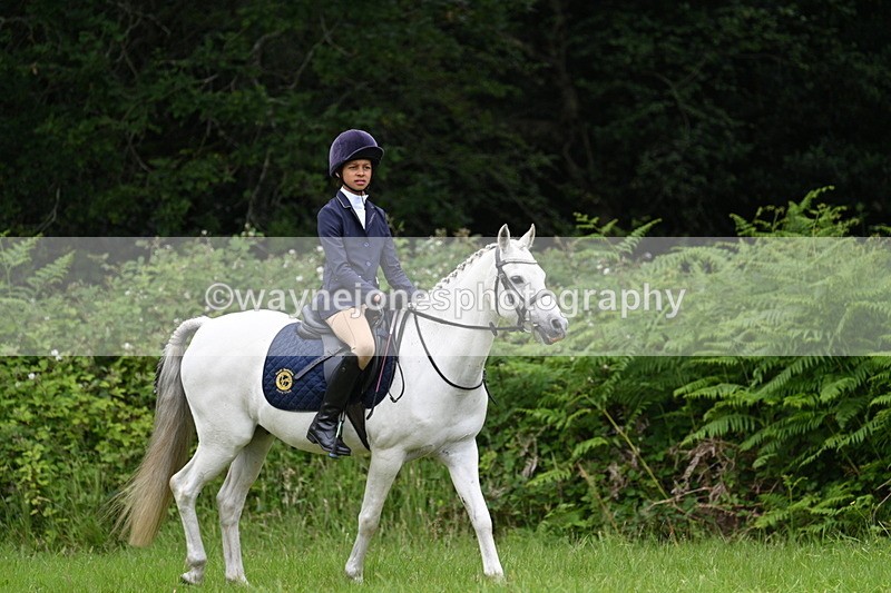 WJ7_3822 - Class 14A Handsome Gelding