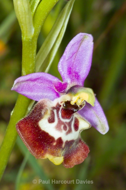 Calliantha's Orchid (Ophrys calliantha) - Orchids - Ophrys