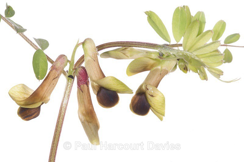 Black-eyed vetch (Vicia melanops) - Plants - WB