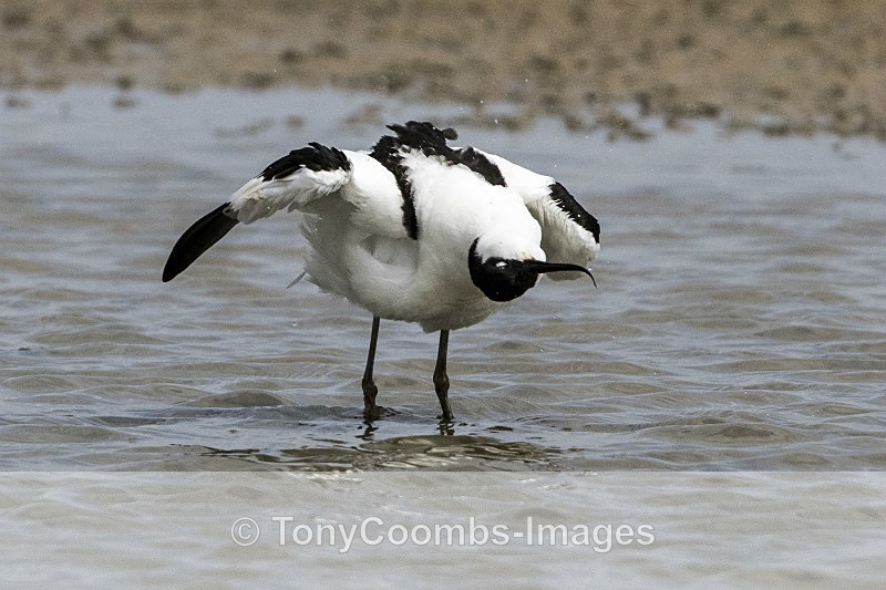 Avocet - Birds