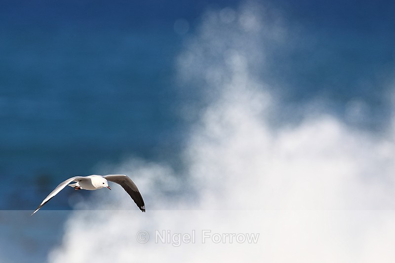 Hartlaub's Gull in flight, breaking wave background, South Africa - Hartlaub's Gull