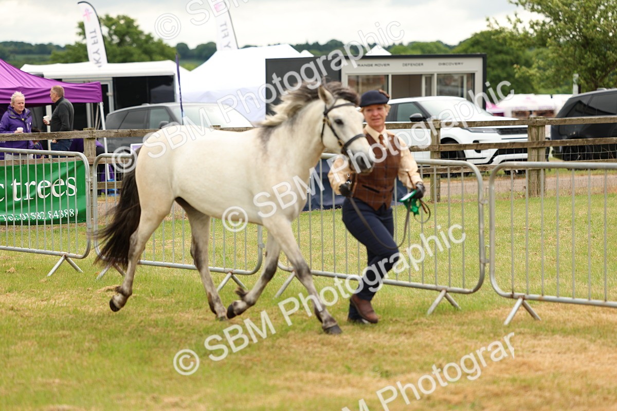 SBM_04158 - Class 64-67 - Shetland Pony In Hand
