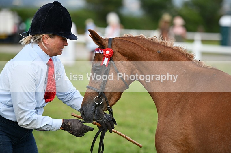 DSC_8494 - Class 69: Pure, Anglo & Part Bred In Hand Arab