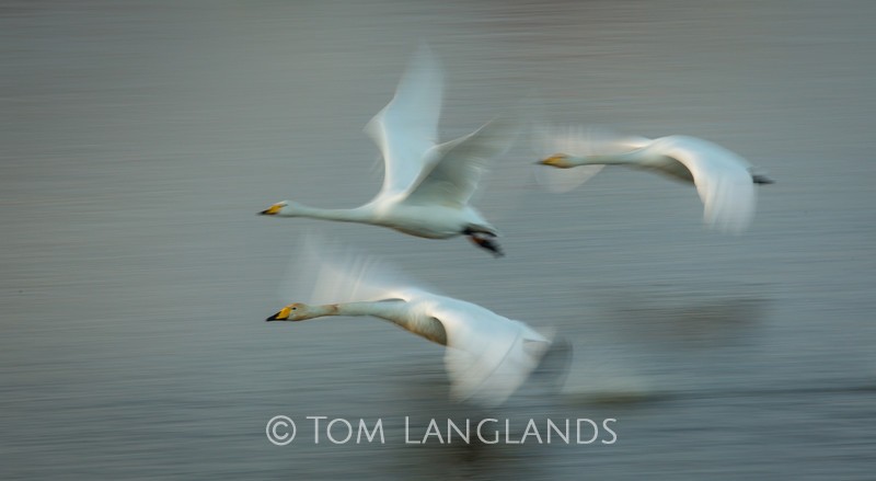Whooper Swans - Swans and Geese