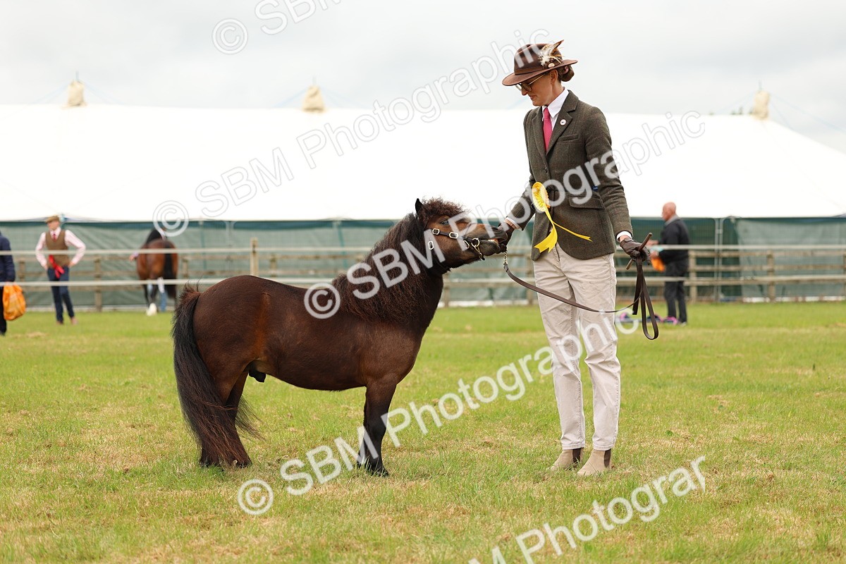 SBM_04490 - Class 64-67 - Shetland Pony In Hand