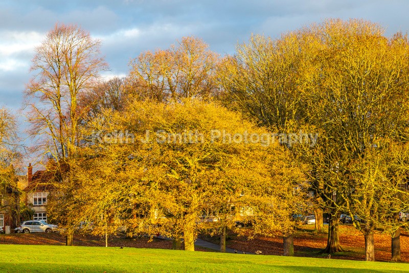 2KJS1549 - Trees in Abington Park