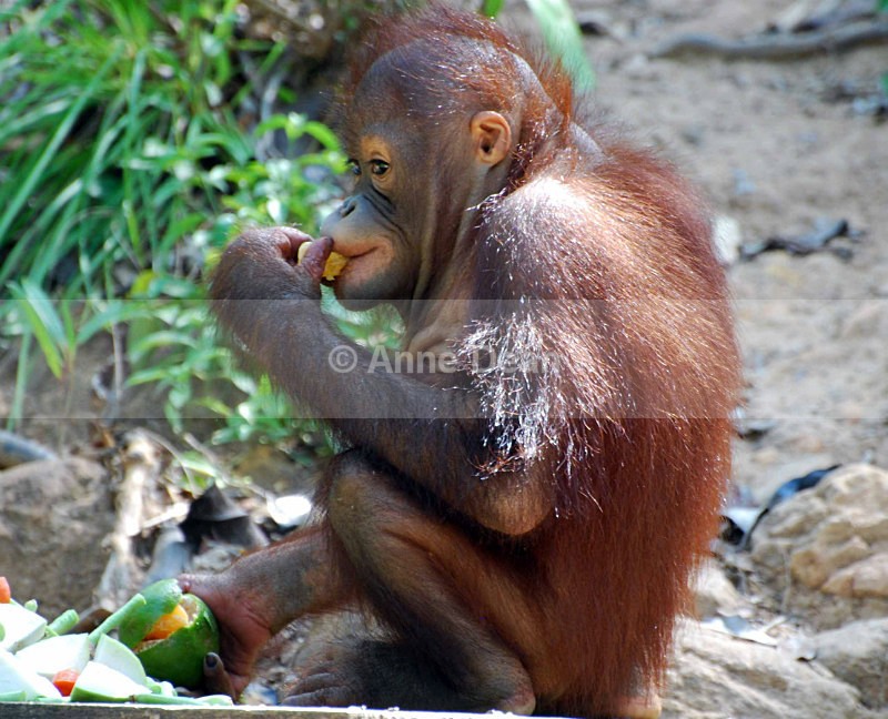 It's QUITE nice, but... - Wildlife from Borneo